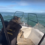 [VÍDEO] Polícia Militar Ambiental recolhe 250 metros de rede irregular após denúncia envolvendo tartaruga marinha