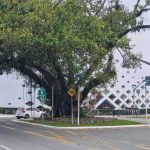 Instituto Ambiental de Navegantes e Defesa Civil orientam sobre cortes de árvores com risco de queda