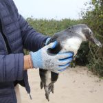 Instituto Ambiental de Navegantes orienta população sobre presença de pinguins nas praias do município