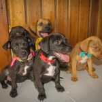 Campanha de vacinação gratuita vai imunizar cães e gatos em Navegantes