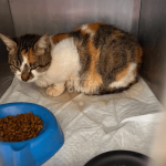 Departamento de Assistência e Bem-Estar Animal de Navegantes é alvo de denúncias