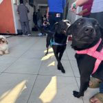 Mutirão aplicou cerca de 300 vacinas em animais de Navegantes