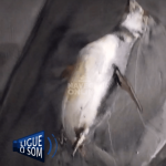 [VÍDEO] Pinguim surge morto em praia recém-alargada em Navegantes