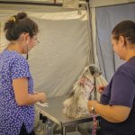 Prefeitura de Navegantes promove mutirões de castração de cães e gatos em setembro