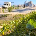 Prefeitura inicia implantação de restinga na Praia do Gravatá em Navegantes