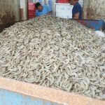 Operação do Ministério Público de SC descarta 13 toneladas de pescados impróprios para consumo em Navegantes e Barra Velha