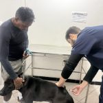 Vacinação de cães e gatos acontece nos dias 14 e 15 de outubro em Navegantes